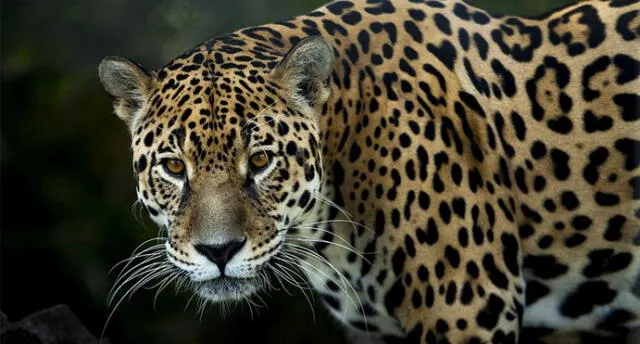 Jaguar destroza el cráneo de mujer y provoca su muerte en selva de Puno