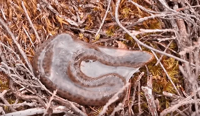 Un hombre quedó aterrado al grabar en un video viral de Facebook el espeluznante nacimiento de una serpiente recién nacida que se liberó de su saco amniótico.