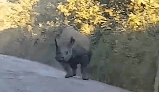 El rinoceronte tuvo una temible reacción al ver que el auto se acercaba hacia su ubicación. Foto: captura