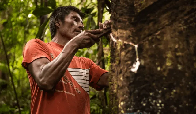 Amazonas: siete comunidades aprovecharán el caucho de forma sostenible