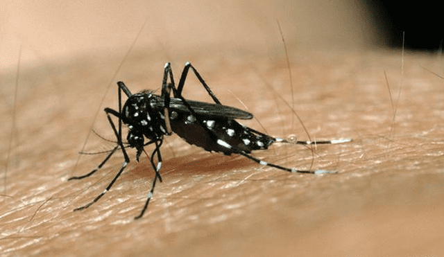 El virus del dengue se transmite pincipalmente por mosquitos de la especie 'Aedes Aegypti'. (Foto: DW)