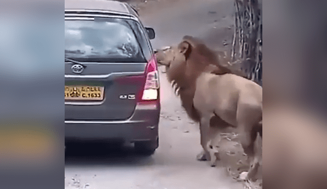 Facebook viral: león encuentra a turistas dentro de recinto y reacciona violentamente [VIDEO] 