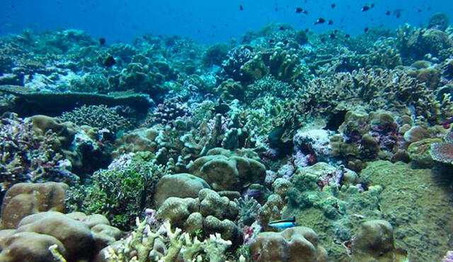 La acidificación de los océanos impide que varias especies formen sus conchas y equeletos. Además, puede afectar procesos alimentación, respiración y reproducción en el mar. Foto: WHO.