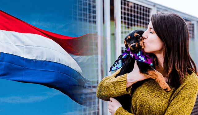 El secreto de Holanda para no tener perros callejeros. Foto: AFP/Misanimales