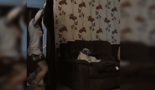 Facebook Viral: perro tiene tierna reacción al ver a su dueña 'desaparecer' con truco de magia