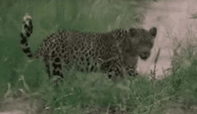 YouTube viral: un leopardo le tendió trampa a marmota bebé y tuvo inesperado final [VIDEO] 