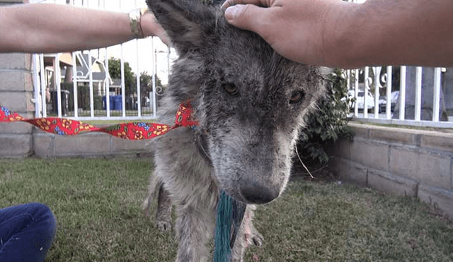 Desliza para ver las fotos de este perro que enamoró a todos en Facebook. Foto: Captura.