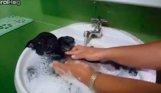 Facebook: perro que disfruta baño en ‘jacuzzi’ es lo más tierno que verás hoy [VIDEO]