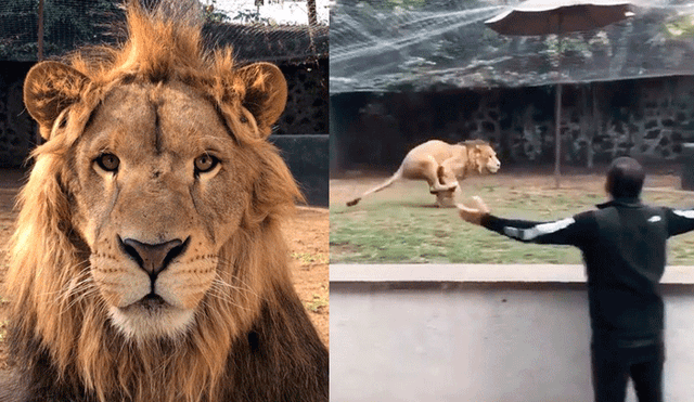 Facebook viral: león tiene emotiva reacción tras reencontrarse con su cuidador después de años [VIDEO]