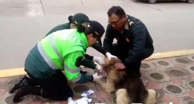 Policías auxilian y adoptan a perrito callejero que sangraba en calle de Cusco [VIDEO]