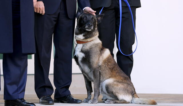 Trump presenta a Conan, el "increíble" perro herido en la redada en que murió Bagdadi. Foto: AFP.