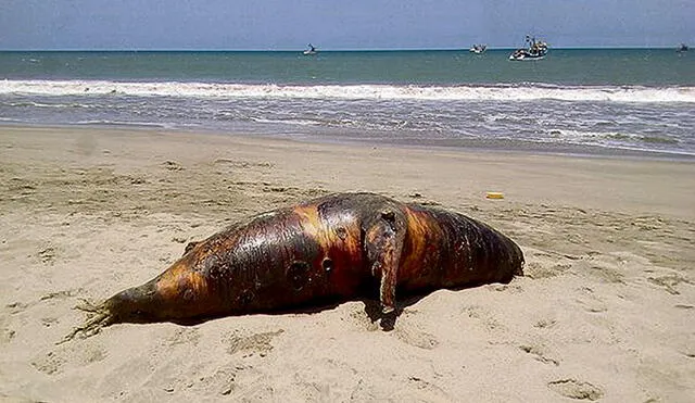 En octubre se registró la muerte de 10 lobos marinos en las playas de Tumbes