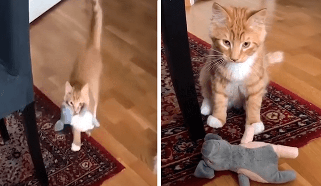 En Facebook, un tierno gato asombró con su habilidad al alcanzar varios objetos a su cuidador.