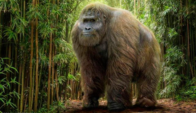 El Gigantopithecus se extinguió hace 300 000 años por razones desconocidas. Imagen: Antropogenez.ru.