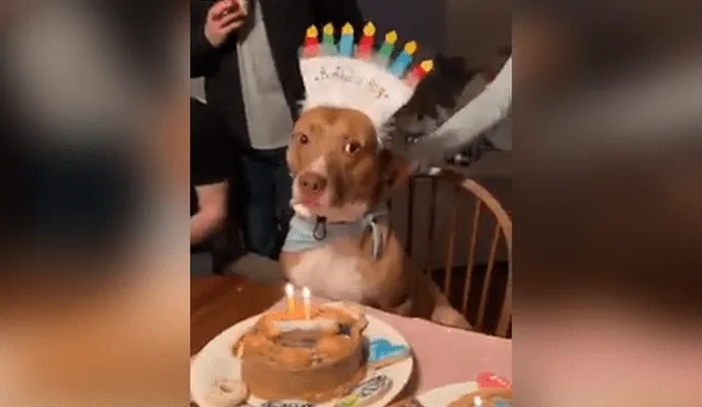Facebook viral: cantan 'Happy Birthday' a perro y este tiene curiosa reacción que conmueve [VIDEO]
