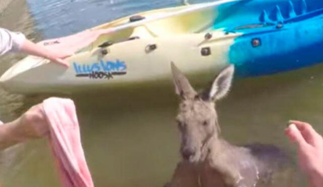 En Youtube muestran increíble rescate de canguro atrapado en canal de agua [VIDEO]
