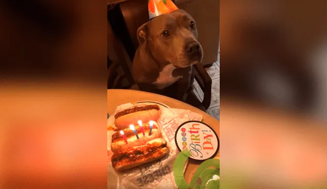 Desliza las imágenes para conocer la sorpresa de cumpleaños que preparó una pareja para su perro. Foto: Captura.