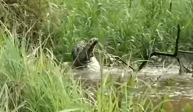 Hambriento jaguar se lanza a río y se pelea con feroz cocodrilo para devorarlo [VIDEO] 