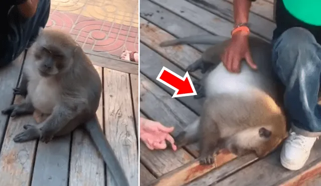 YouTube viral: Turista rasca vientre de ‘travieso’ mono, sin imaginar que primate tendría una comentada reacción [VIDEO] 