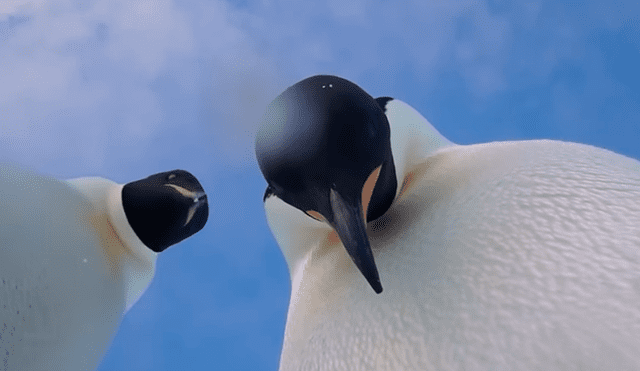 Twitter: pingüinos encuentran cámara de exploración en la Antártida y se toman un ‘selfie’