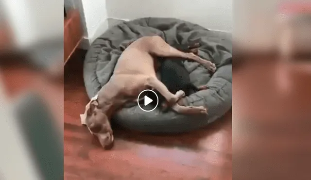 Video es viral en Facebook. Dueño de los perros creyó que estos dormían profundamente, sin imaginar que lo sorprenderían con una graciosa conducta que ha desatado más de una carcajada en las redes