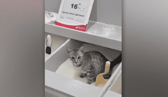 YouTube: Gato juega con azúcar en supermercado y provoca críticas de clientes [VIDEO]