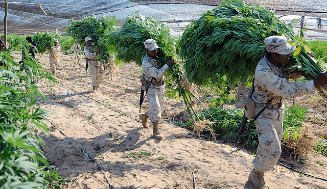 El nuevo gobierno de México legalizaría la marihuana y amapola