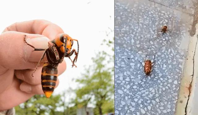 Facebook viral: cucaracha se enfrenta a feroz avispa hasta que un extraño animal lo cambia todo [VIDEO]