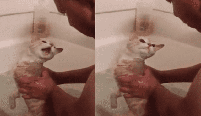 YouTube viral: gato tiene dramática reacción cuando su dueño lo quiere
