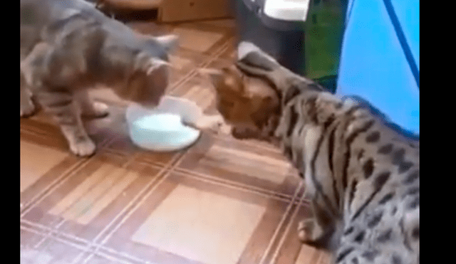 Facebook viral: gatos que se odiaban terminan siendo amigos y protagonizan tierna escena [VIDEO]