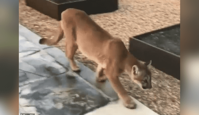 Facebook viral: joven queda atónito al encontrar a un puma merodeando el patio trasero de su casa [VIDEO]