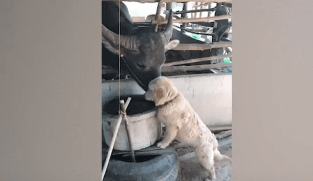 Desliza hacia la izquierda para ver el conmovedor encuentro entre un perro y búfalo. Video viral de Facebook.