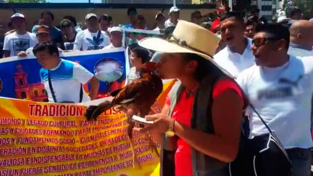 Chiclayo: criadores rechazan Proyecto de Ley para prohibir pelea de gallos [VIDEO]