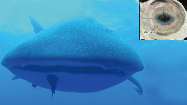 Los dentículos hallados en el tiburón ballena se encuentra alrededor de su iris. Foto: Plos