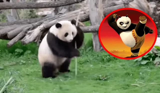 En Facebook, los usuarios compararon a un oso panda con el personaje de la famosa cinta animada.