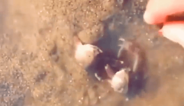 Vía Facebook: cangrejo mira que molestan a su hermano pequeño y sale en su defensa [VIDEO] 