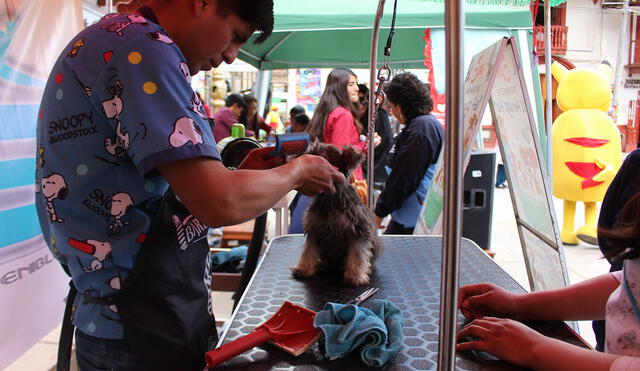 Huancavelica: Hacen campaña de desparasitación y esterilización de mascotas