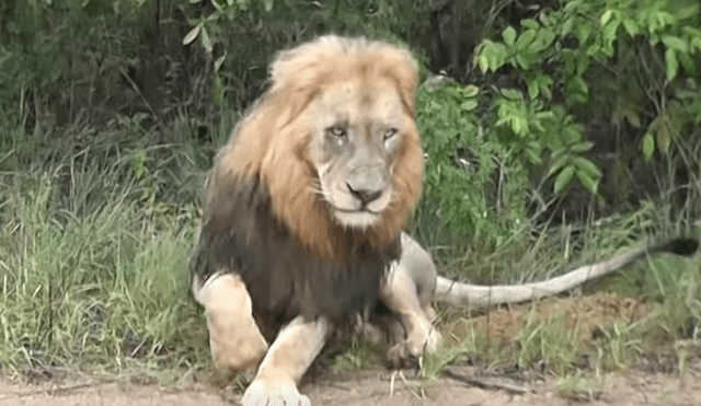Desliza hacia la izquierda para ver la reacción que tuvo una manada de leones al toparse con los turistas. El video es viral en YouTube.