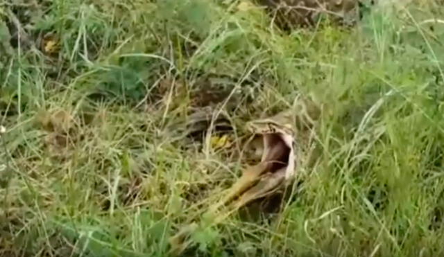 Sorprende en YouTube la serpiente que vomita una inesperada víctima | VIDEO