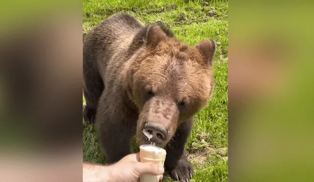 En las redes se hizo viral una escena en la que un oso persigue a un joven para arrebatarle su helado. Foto: YouTube