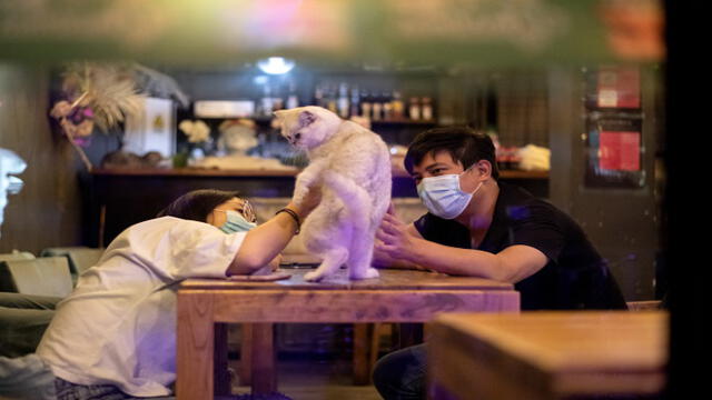 A couple wearing facemasks pets a cat in a cat cafe in Beijing on May 14, 2020. (Photo by Noel CELIS / AFP)