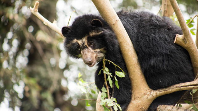 Pequeño oso andino fue encontrado en la copa de un árbol de una casa en Sandia. Foto: Serfor