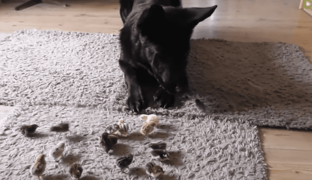 A través de YouTube se hizo viral un video que muestra el momento en que un perro ve por primera vez a un grupo de polluelos.