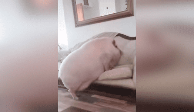 Desliza las imágenes hacia la izquierda para descubrir la verdadera raza de un supuesto mini pig que acogió un joven.