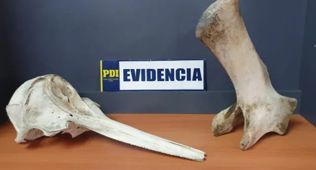 Tacna: Peruana intentó ingresar a Chile con huesos de cetáceo.