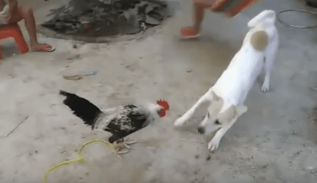 Video es viral en YouTube. Propietarios de los animales se percataron de la peculiar escena en el corral de su casa y no dudaron en grabarla para compartirla en redes.
