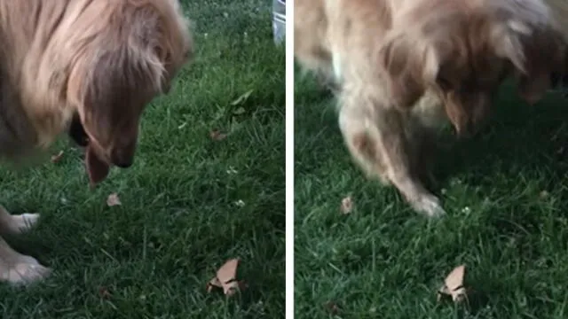 YouTube: perro encontró una "extraña" hoja y esta fue su épica reacción