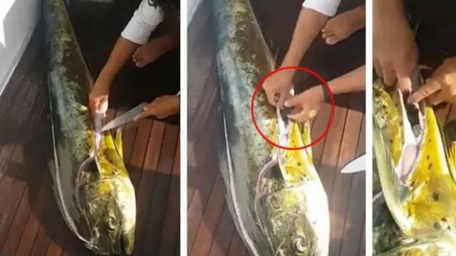 Facebook: fileteó un pescado y quedó sorprendido por lo que encontró [VIDEO] 