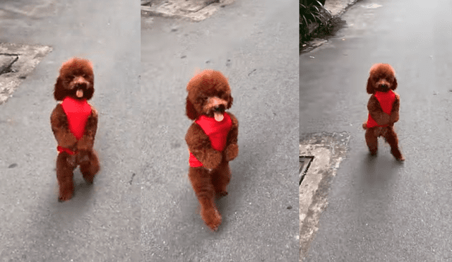 Facebook: La terrible verdad detrás del video del perro que camina en dos patas 
