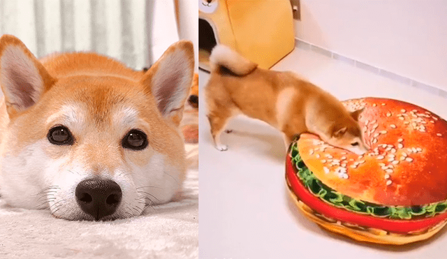 Facebook: divertida reacción de perro al recibir una gigantesca 'hamburguesa' de regalo [VIDEO]